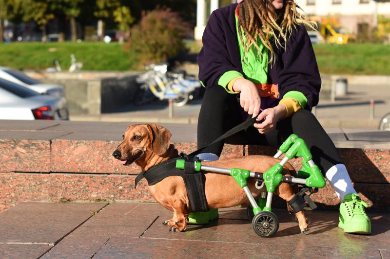IVDD in Dachshunds: Vet-Verified Signs, Causes & Care