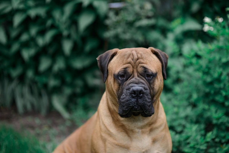Red fawn bull mastiff sitting