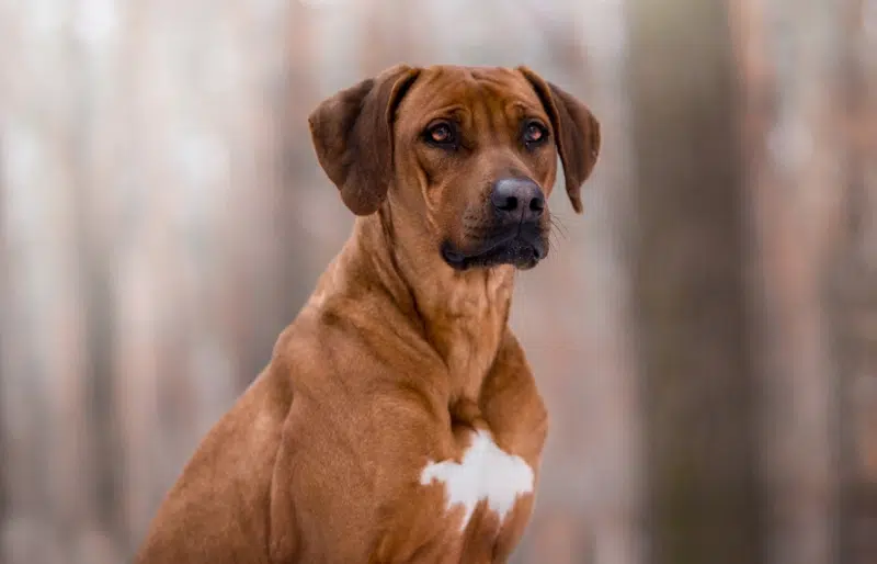 Are Rhodesian Ridgebacks Aggressive? Vet-Reviewed Facts & FAQ