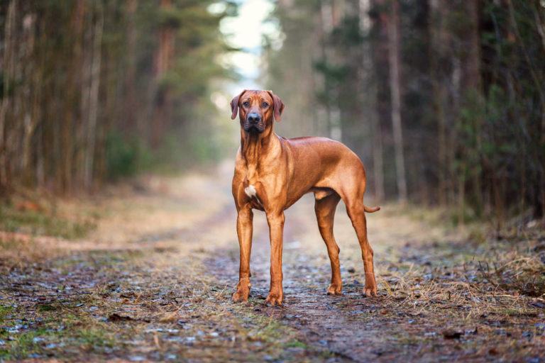 What Were Rhodesian Ridgebacks Bred For? Facts & History