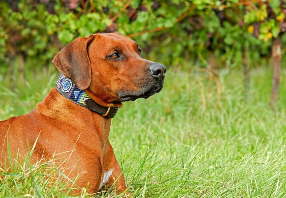 10 Best Dog Foods for Rhodesian Ridgebacks in 2026 - Reviews & Top Picks