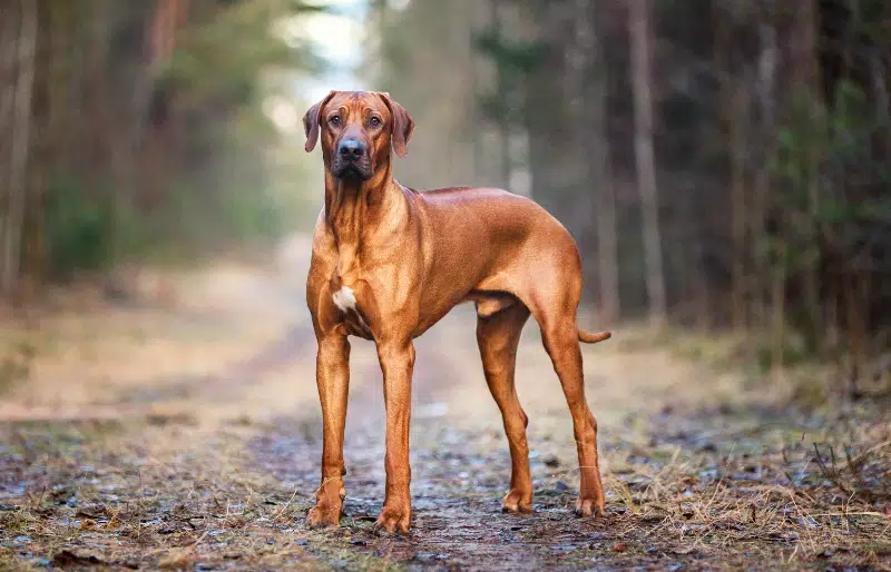 8 Rhodesian Ridgeback Pros & Cons: What to Consider Before Bringing One Home