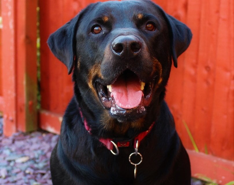 Rotterman Dog Breed Guide: Info, Pictures, Care & More