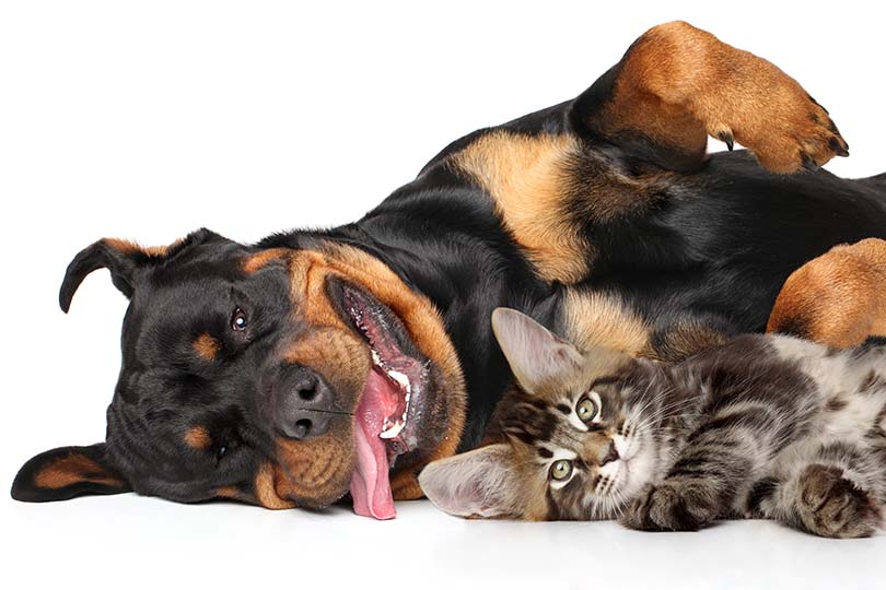 Are Rottweilers Good With Cats? Facts & FAQ