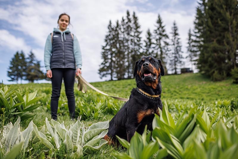 My Dog Keeps Sitting While Walking: 6 Vet-Verified Reasons