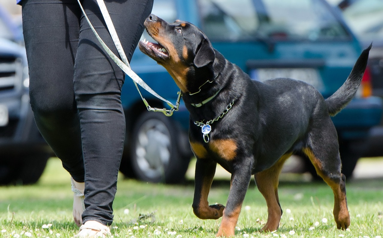 How to Train a Rottweiler: 7 Vet-Approved Tips & Tricks