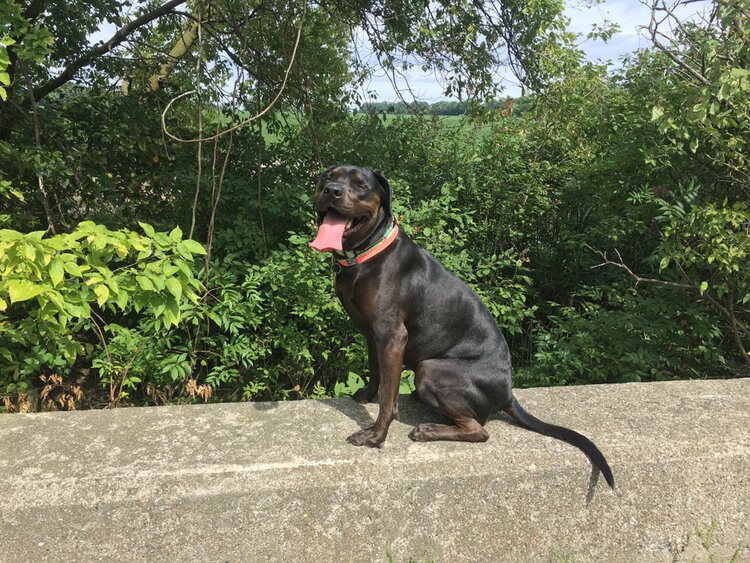 Bullweiler (English Bulldog & Rottweiler Mix): Info, Pictures & Care Guide