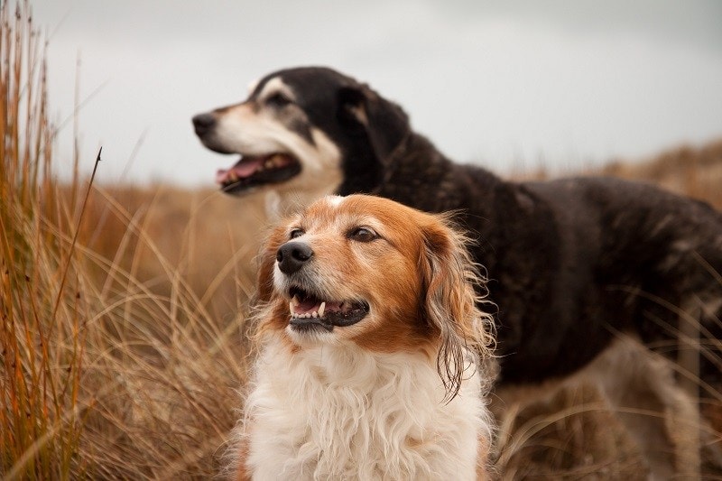How to Tell If a Dog Is Fit for Breeding: 3 Vet-Verified Signs to Look For