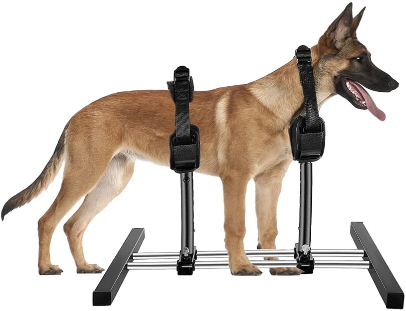 Dog Breeding Stands: Definition, Ethics & Considerations (Vet Reviewed)