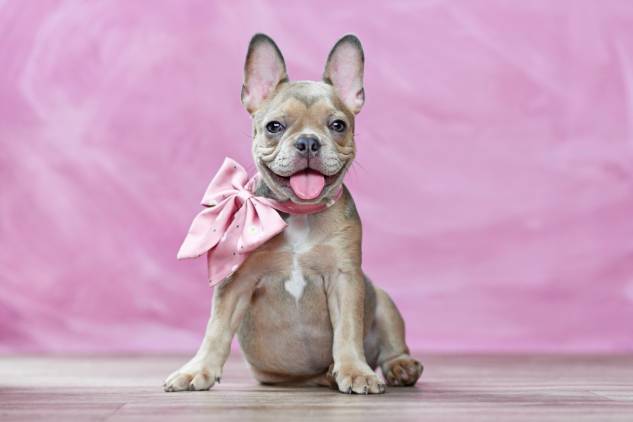 Sable French Bulldogs: Info, Pictures, Origin & History