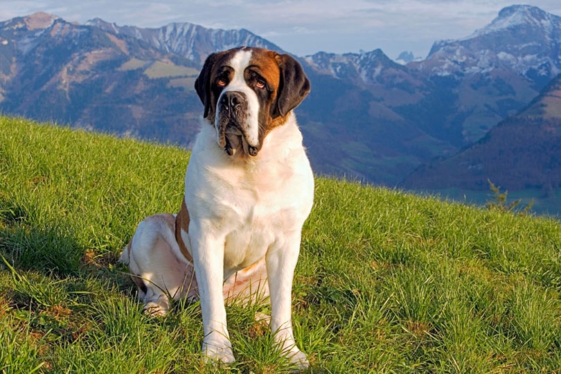 15 Saint Bernard Mixes: Info, Pictures & Traits