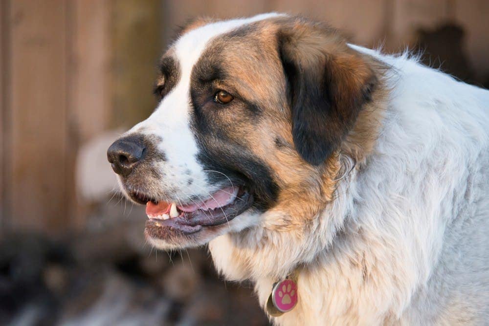 Saint Pyrenees (Saint Bernard & Great Pyrenees Mix): Info, Pictures & Care