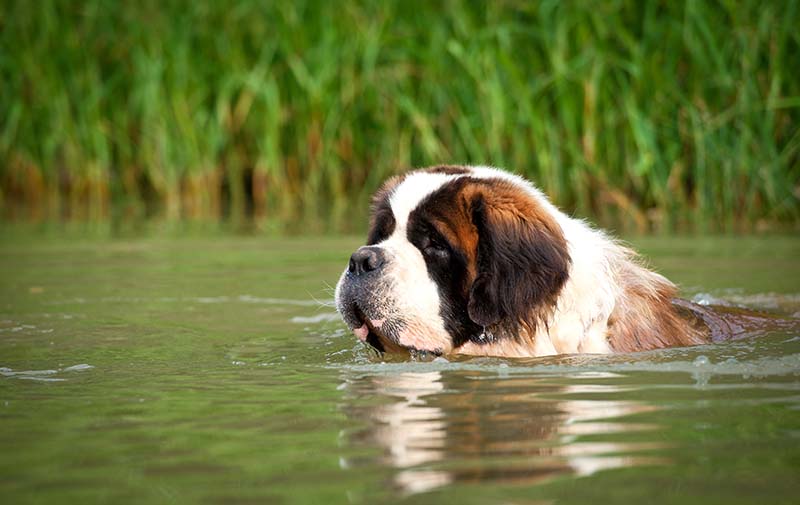 9 St Bernard Colors & Patterns (With Pictures)