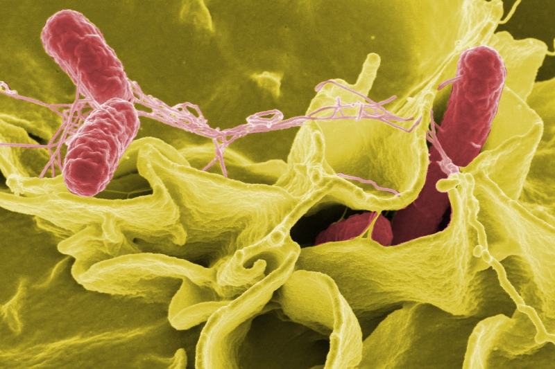 Can Dogs Get Salmonella? Vet-Reviewed Facts & Treatment Options