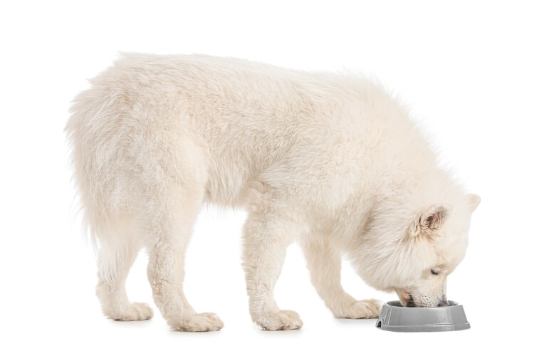 10 Best Low-Calorie Dog Foods in 2026 - Reviews & Top Picks