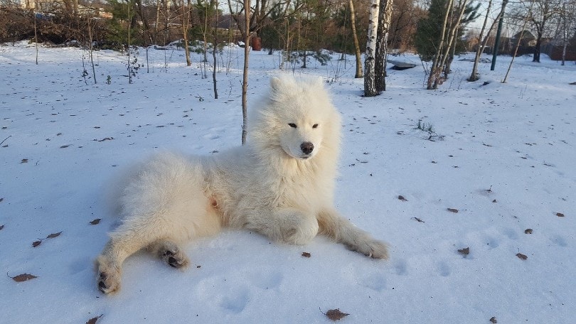 9 Russian Dogs: Breed Information & Descriptions (With Pictures)