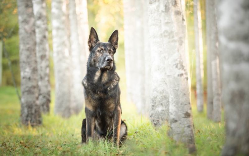 Sarabi Dog: Info, Pictures, Temperament & More
