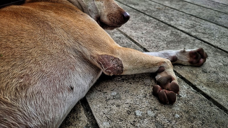 What Is Scabies in Dogs? Signs, Causes & Treatment (Vet Answer)
