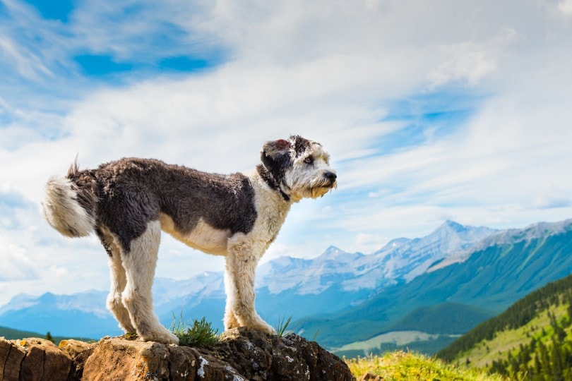 15 Shepherd Dogs: Breed Information & Traits (With Pictures)