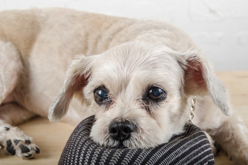 Schnau-Tzu (Miniature Schnauzer & Shih Tzu Mix): Info, Pictures & Care