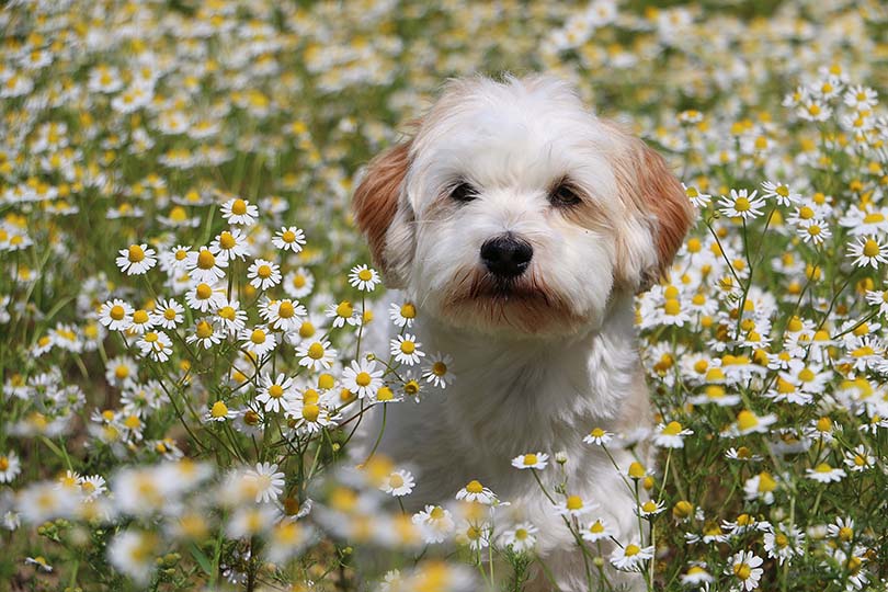 Schnese (Mini Schnauzer & Havanese) Mixed Dog Breed: Info, Pictures & Care