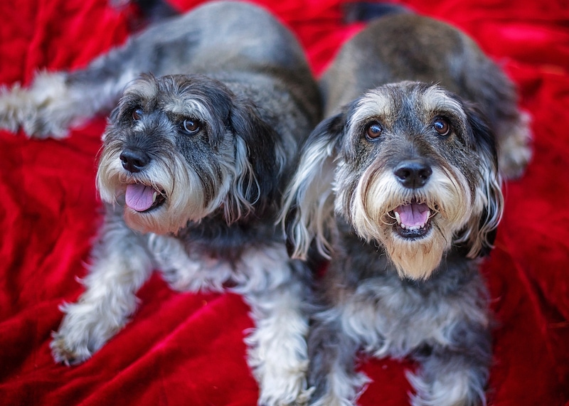 Breeding Father to Daughter Dogs: Vet-Reviewed Risks, Ethics, Consequences & FAQ