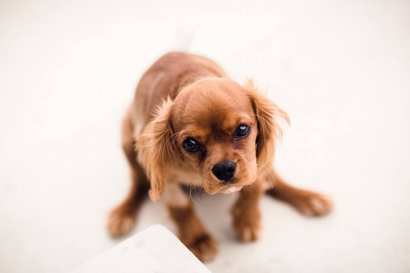 Schweenie (Dachshund & Shih Tzu Mix): Info, Pictures, Care & More