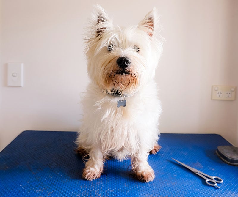 5 Awesome Westie Haircuts & Styles (With Pictures)