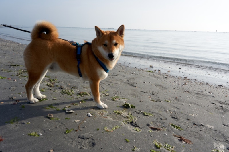 Sesame Shiba Inu: Info, Pictures, History & Origin