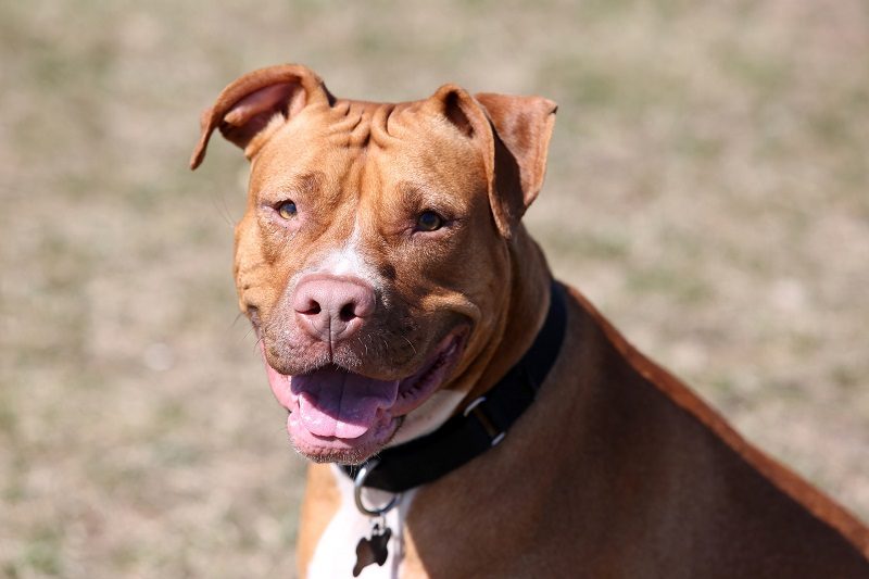Sharpull Terrier Dog Breed Guide: Info, Pictures, Care & More