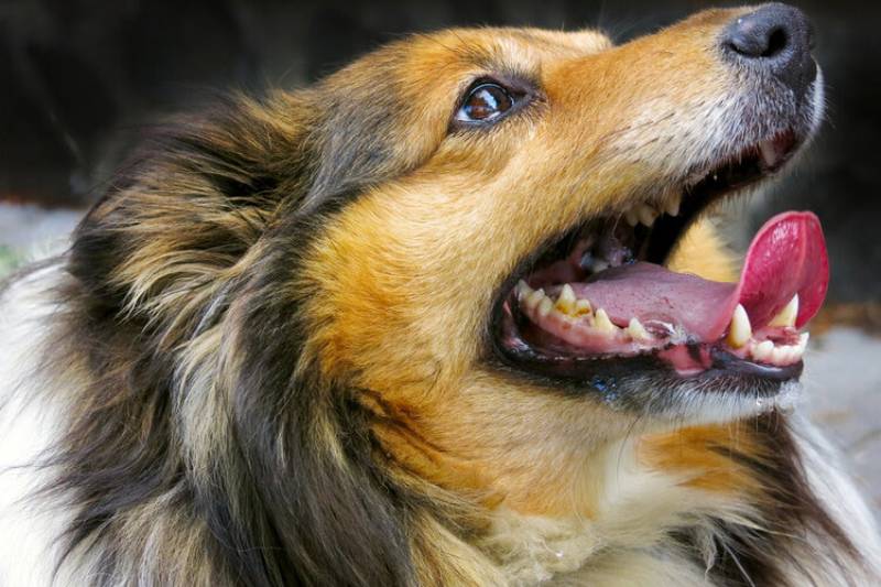 Why Does My Dog Chatter Its Teeth? 8 Vet-Verified Reasons