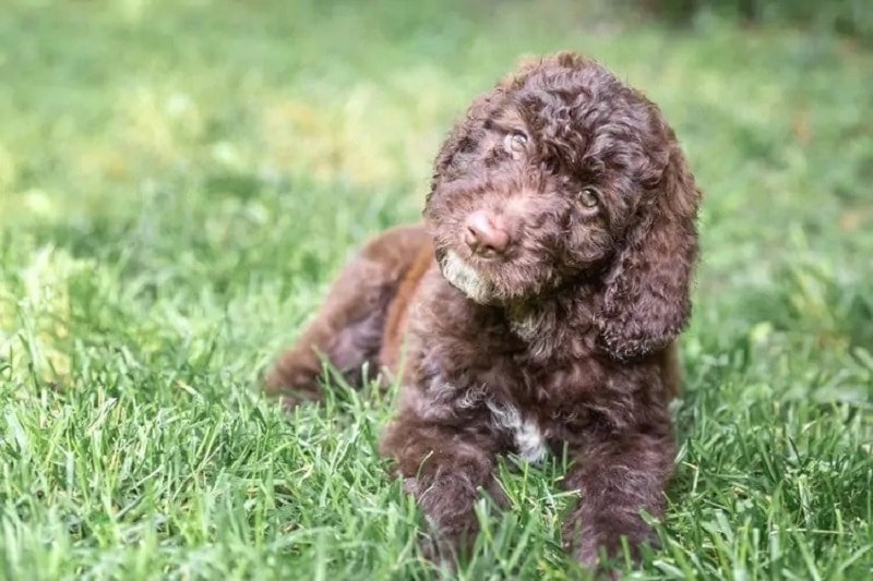 Shepadoodle (German Shepherd & Poodle Mix): Info, Pictures, Care & More