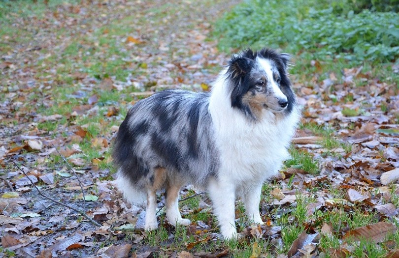 Are Shelties Hypoallergenic? Vet-Approved Facts & Tips