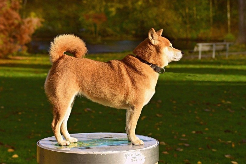 What Were Shiba Inus Bred For? Info, Origin & History
