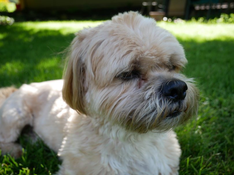 Shih Apso (Lhasa Apso & Shih Tzu Mix) Dog Breed: Info, Pictures, Care & More