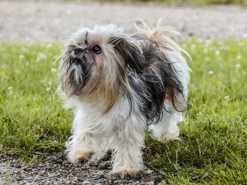 Do Shih Tzus Bark a Lot? How Much & How to Stop It