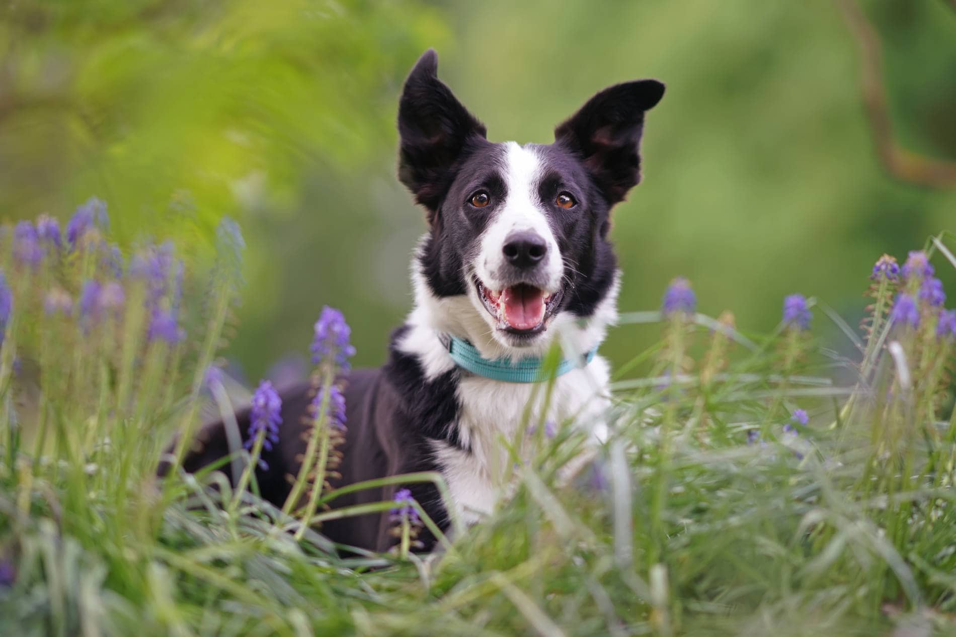 How to Potty Train a Border Collie: 8 Vet-Verified Tips & Tricks