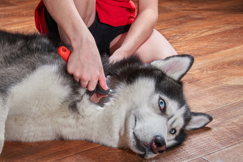 Siberian Husky dog grooming