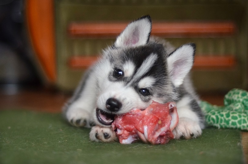 5 Best Sources of Iron for Dogs (& How Much They Need Daily)