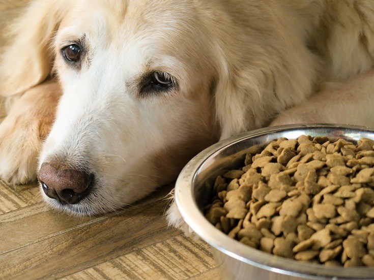 Nutrition for Dogs With Kidney Disease (Vet Verified)