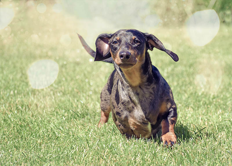Can Dachshunds Run Fast? Average Speed & Breed Comparison