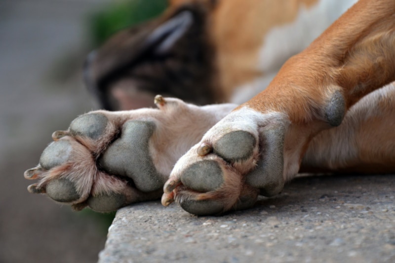 Why Is My Dog’s Paw Swollen? Our Vet Discusses Reasons, Signs & Treatment