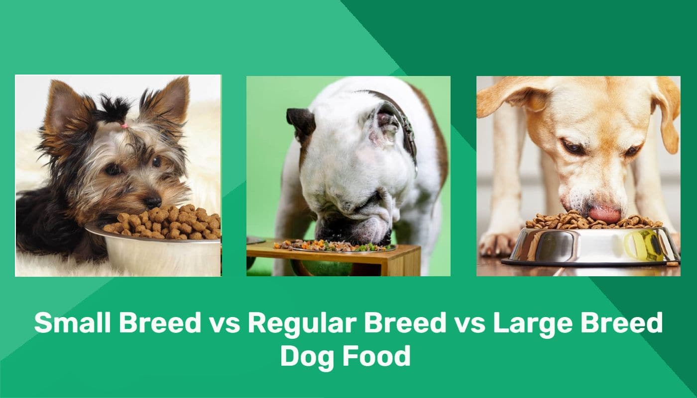 Small Breed Dog Food vs Regular vs Large Breed: Main Differences, Pros & Cons
