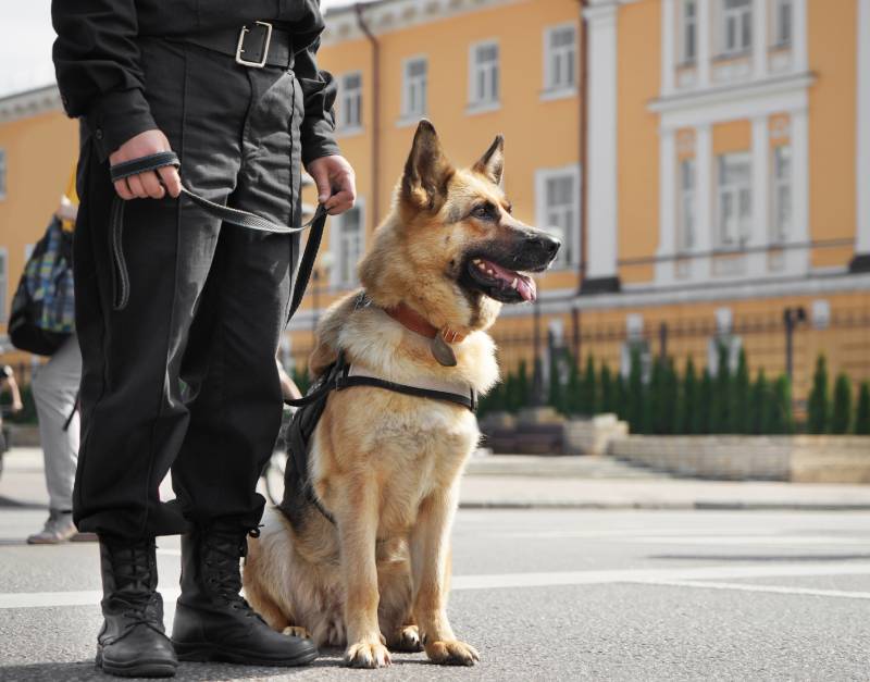 K-9 Veterans Day 2026: When It Is, Origin & How to Observe It