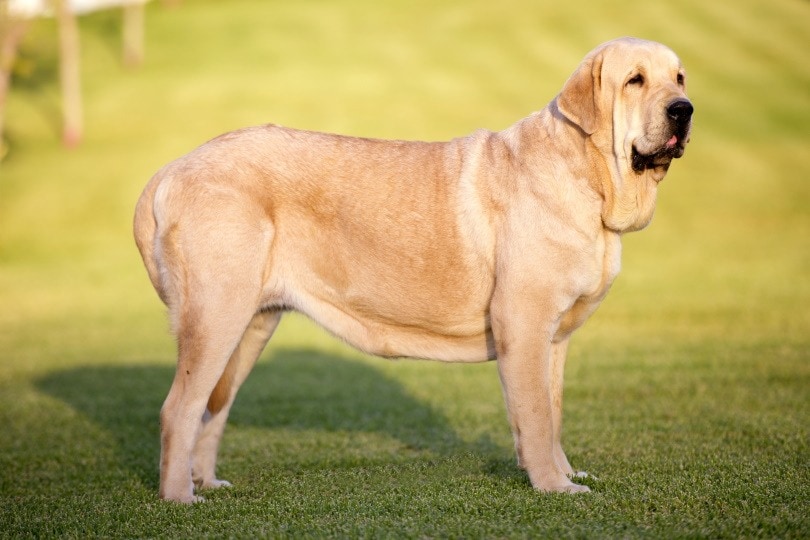 Spanish Mastiff_Marcelino Pozo Ruiz_Shutterstock