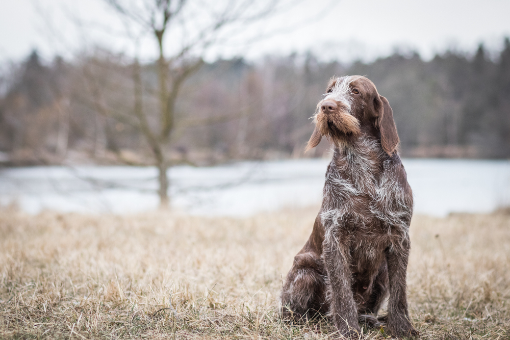 Spinone Italiano Dog Breed: Info, Pictures, Facts, & Traits