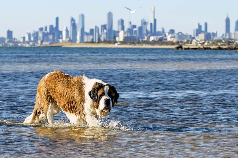 How Well Can St. Bernards Swim? Vet-Verified Facts & FAQ