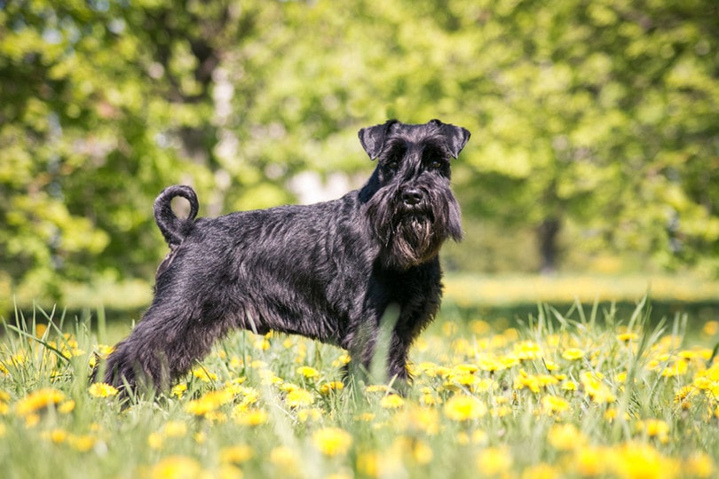 What Were Schnauzers Bred For? History of This Breed