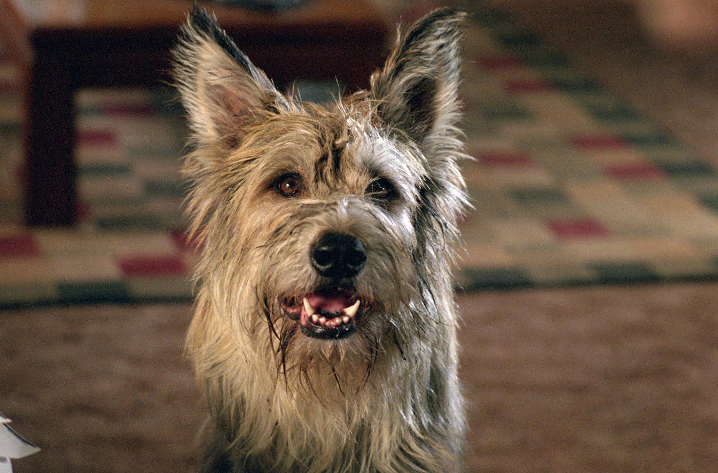 What Breed of Dog Is Winn Dixie? Famous Movie Pup