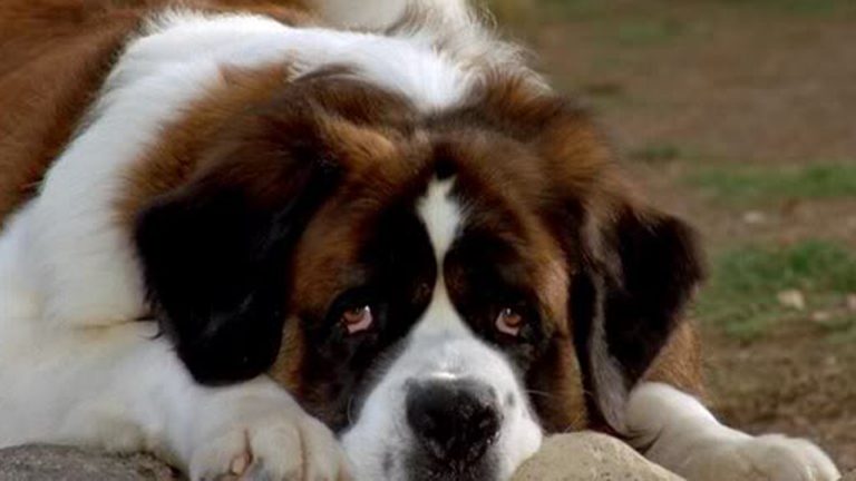 What Breed of Dog is Beethoven? Famous Movie Dogs Presented